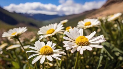 Fototapeta premium Serene Nature Landscape with Daisies