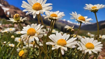 Obraz premium Serene Nature Landscape with Daisies