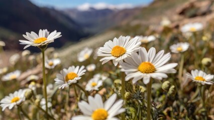 Fototapeta premium Wildflowers in Highland Valley