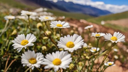 Fototapeta premium White Petals Yellow Centers Detail