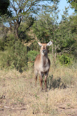 Wasserbock / Waterbuck / Kobus ellipsiprymnus