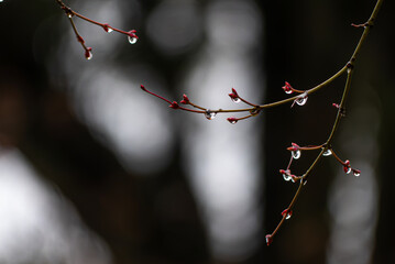 春先の公園　冷たい雨に植物の新芽が濡れて水滴が光る