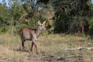 Wasserbock / Waterbuck / Kobus ellipsiprymnus