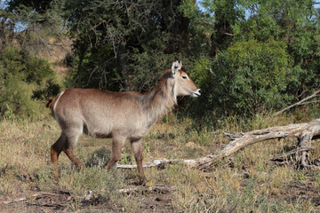 Wasserbock / Waterbuck / Kobus ellipsiprymnus