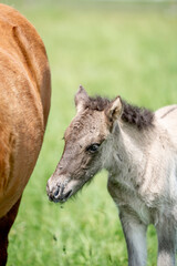 Fototapeta premium icelandic horse foal one day old grey brown wild 
