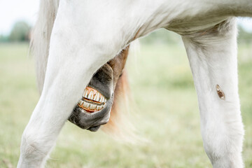 Icelandic horse scratching her legs itchy itch