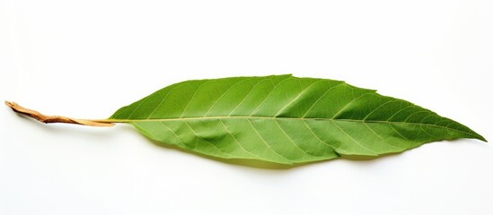 Obraz premium A single green leaf on white