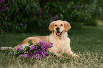 Golden Retriever dog in the park with lilac flowers. walk in flowering gardens