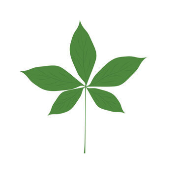 Ohio-buckeye-verdant-leafage