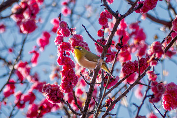 梅の花が似合うメジロ
