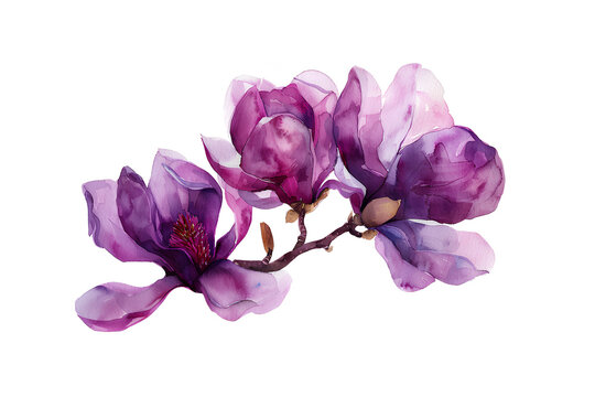 紫木蓮の花」の写真素材 | 4,046件の無料イラスト画像 | Adobe Stock