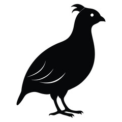 Quail silhouette, Quail Vector illustration, California quail silhouette icon logo, Quail isolated on white background