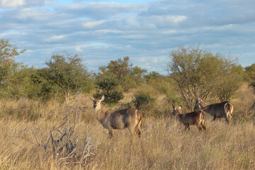 Wasserbock / Waterbuck / Kobus ellipsiprymnus..