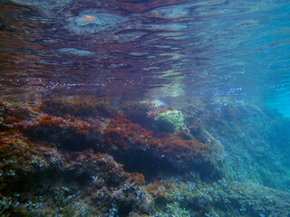 Vista subacquea della barriera corallina con alghe e coralli 2417  © bellux