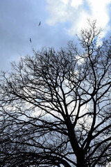 Trees, park and winter snow in outdoor, woods and birds for ecosystem or calm nature in forest. Branches, countryside and frost on cold weather vacation, holiday and serene season or travel aesthetic