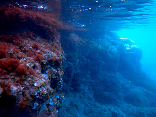 Vista subacquea della barriera corallina con alghe e pesci 3026