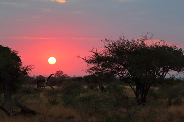 Sonnenaufgang - Krüger Park - Südafrika / Sunrise - Kruger Park - South Africa /