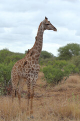 Giraffe / Giraffe / Giraffa Camelopardalis