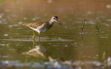 Wood Sandpiper (Tringa glareola) looking for food