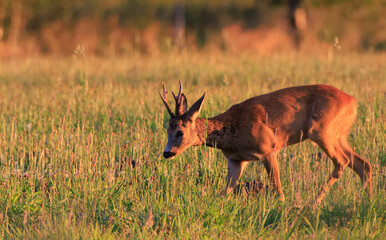 Roe Deer(Capreolus capreolus) male looking forward