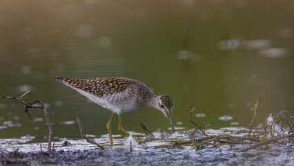 Wood Sandpiper (Tringa glareola) looking for food