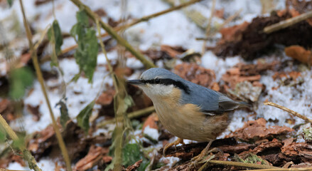 Eurasian nuthatch in winter