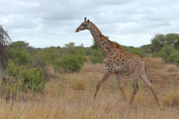 Giraffe / Giraffe / Giraffa Camelopardalis