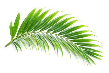 Obraz premium Palm Leave. Coconut Palm Leaf Isolated on White Background in Abstract Garden Setting
