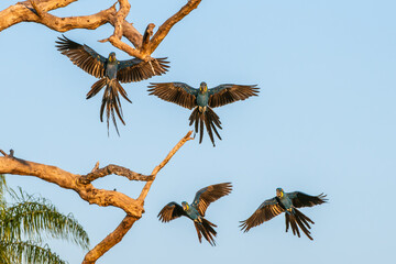 A beautiful hyacinth macaw sitting on a branch in the Pantanal in Brazil. The hyacinth macaw, or hyacinthine macaw, is a parrot native to central and eastern South America.