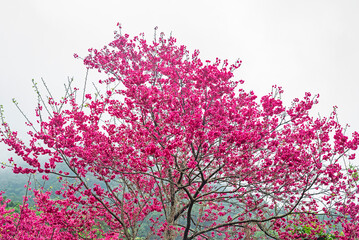 Blossoming cerasus serrulata tree in the garden       