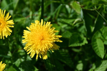 yellow dandelion flower in the grass close-up