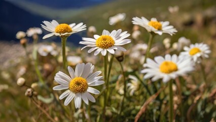 Lush Greenery with Daisies