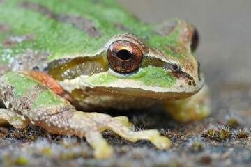 Facial closeup on a green Pacific tree or chorus frog, Pseudacris regilla from Oregon, USA