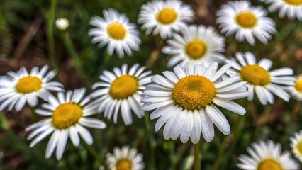 Obraz premium Botanical Garden Daisies