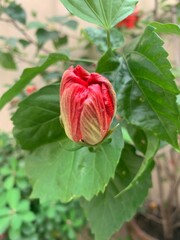 hibiscus flower buds with leaves in the garden
