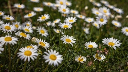 Bright Yellow and White Flowers