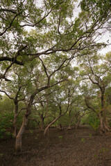 Wetland forest park for natural resource conservation