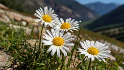 Obraz premium Wild Daisy Field