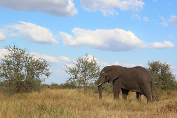 Obraz premium Afrikanischer Elefant / African elephant / Loxodonta africana