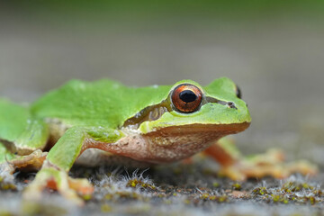 Closeup on a green Pacific tree or chorus frog, Pseudacris regilla from Oregon, USA