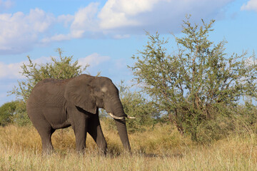 Fototapeta premium Afrikanischer Elefant / African elephant / Loxodonta africana