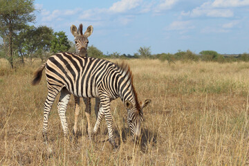 Steppenzebra / Burchell's zebra / Equus quagga burchellii.