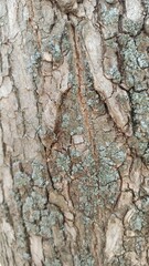  American maple bark tree texture with moss