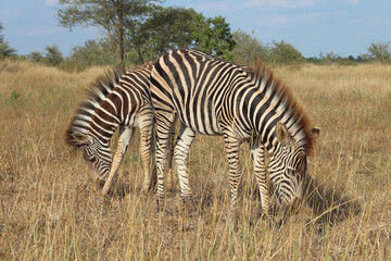 Steppenzebra / Burchell's zebra / Equus quagga burchellii.