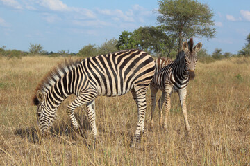 Steppenzebra / Burchell's zebra / Equus quagga burchellii.