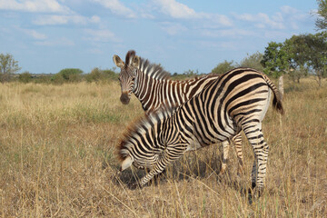 Steppenzebra / Burchell's zebra / Equus quagga burchellii.