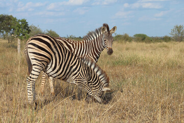 Steppenzebra / Burchell's zebra / Equus quagga burchellii.