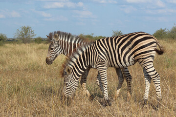 Steppenzebra / Burchell's zebra / Equus quagga burchellii.