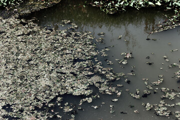 This is the sewer channel of almost dead, clusters of dead organic matter. Muddy water due to the...