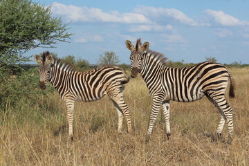 Steppenzebra / Burchell's zebra / Equus quagga burchellii.